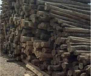 madeireira mds foto (10)