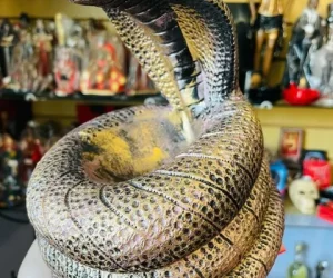 girassol encantato foto (2)