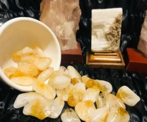 girassol encantato foto (6)