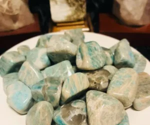 girassol encantato foto (7)